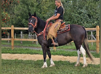 Pinto, Klacz, 3 lat, 148 cm, Srokata