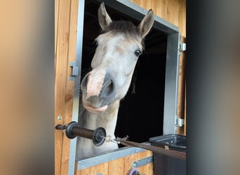 Pinto, Klacz, 3 lat, 150 cm, Izabelowata