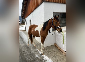 Pinto Mix, Klacz, 3 lat, 150 cm, Srokata