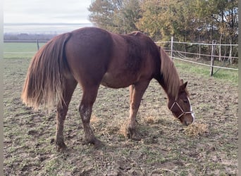 Pinto Mix, Klacz, 3 lat, 155 cm, Kasztanowata