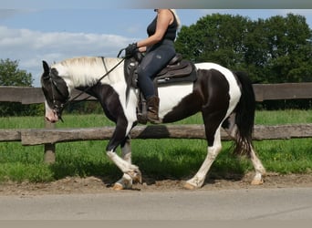 Pinto, Klacz, 4 lat, 144 cm, Srokata