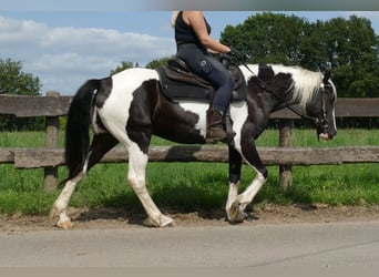 Pinto, Klacz, 4 lat, 144 cm, Srokata