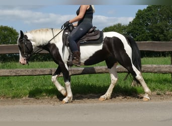 Pinto, Klacz, 4 lat, 144 cm, Srokata