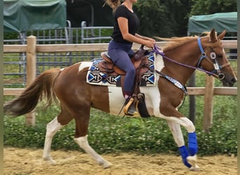 Pinto, Klacz, 4 lat, 145 cm, Srokata