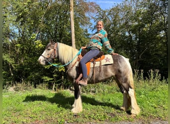 Pinto, Klacz, 4 lat, 147 cm, Srokata