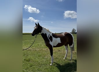 Pinto, Klacz, 4 lat, 148 cm, Srokata