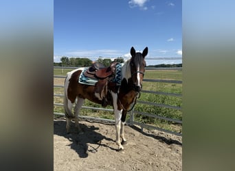 Pinto, Klacz, 4 lat, 148 cm, Srokata