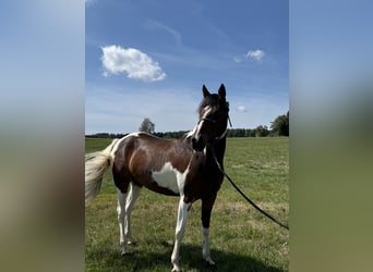 Pinto, Klacz, 4 lat, 148 cm, Srokata