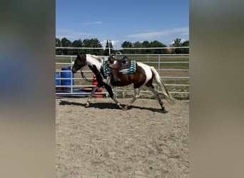 Pinto, Klacz, 4 lat, 148 cm, Srokata