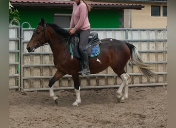 Pinto, Klacz, 4 lat, 152 cm, Srokata