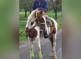 Pinto, Klacz, 4 lat, 153 cm, Srokata