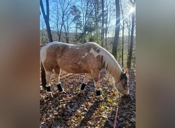 Pinto Mix, Klacz, 4 lat, 153 cm, Srokata