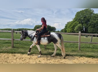 Pinto, Klacz, 4 lat, 154 cm