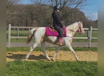 Pinto, Klacz, 4 lat, 155 cm, Srokata