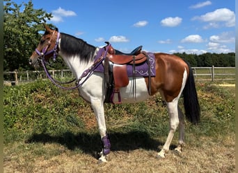 Pinto, Klacz, 4 lat, 157 cm, Srokata