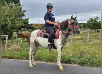 Pinto, Klacz, 5 lat, 136 cm, Srokata