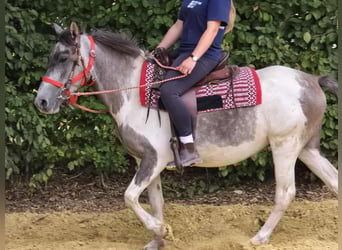 Pinto, Klacz, 5 lat, 136 cm, Srokata
