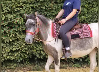 Pinto, Klacz, 5 lat, 136 cm, Srokata