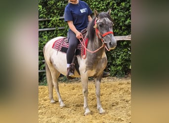 Pinto, Klacz, 5 lat, 136 cm, Srokata