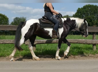 Pinto, Klacz, 5 lat, 144 cm, Srokata