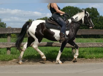 Pinto, Klacz, 5 lat, 144 cm, Srokata