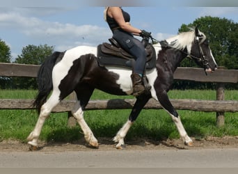 Pinto, Klacz, 5 lat, 144 cm, Srokata