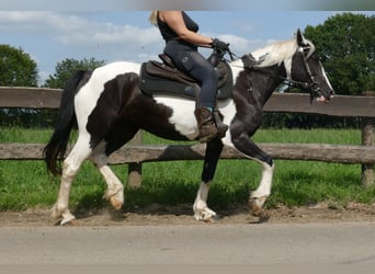 Pinto, Klacz, 5 lat, 144 cm, Srokata