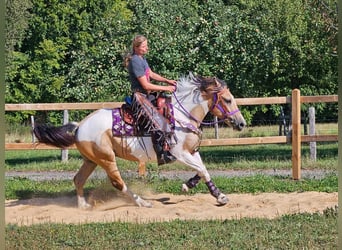 Pinto, Klacz, 5 lat, 154 cm, Srokata