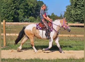 Pinto, Klacz, 5 lat, 154 cm, Srokata