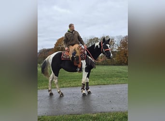 Pinto, Klacz, 5 lat, 154 cm, Srokata