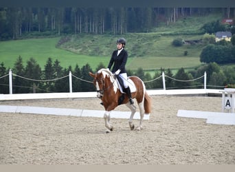 Pinto, Klacz, 5 lat, 155 cm, Srokata Pinto, Klacz, 5 lat, 155 cm, Srokata