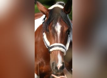 Pinto, Klacz, 5 lat, 155 cm, Srokata