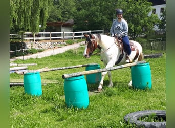 Pinto, Klacz, 5 lat, 157 cm, Srokata