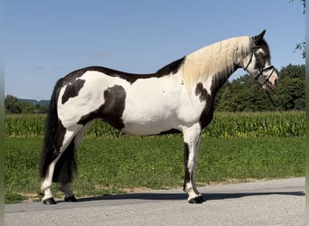 Pinto Mix, Klacz, 5 lat, Srokata