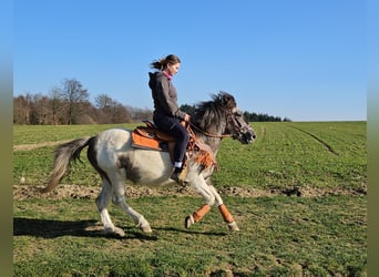 Pinto, Klacz, 6 lat, 136 cm, Srokata