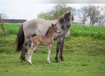 Pinto Mix, Klacz, 6 lat, 145 cm, Grullo