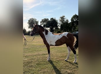 Pinto, Klacz, 6 lat, 145 cm
