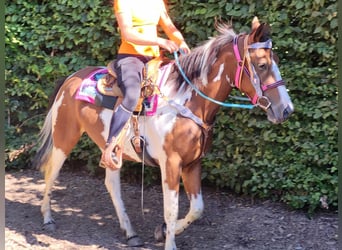Pinto, Klacz, 6 lat, 150 cm, Srokata