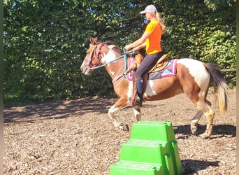 Pinto, Klacz, 6 lat, 150 cm, Srokata