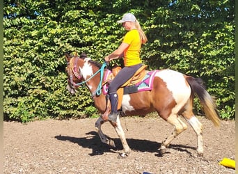 Pinto, Klacz, 6 lat, 150 cm, Srokata