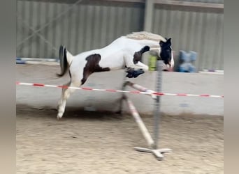 Pinto, Klacz, 6 lat, 150 cm, Srokata