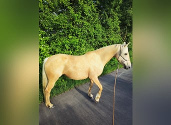 Pinto, Klacz, 6 lat, 155 cm, Izabelowata