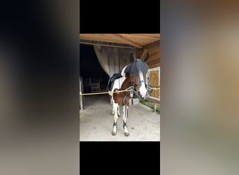 Pinto, Klacz, 6 lat, 160 cm, Srokata