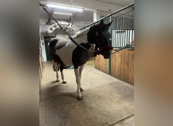 Pinto Mix, Klacz, 6 lat, 162 cm, Srokata