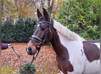 Pinto, Klacz, 7 lat, 156 cm, Srokata