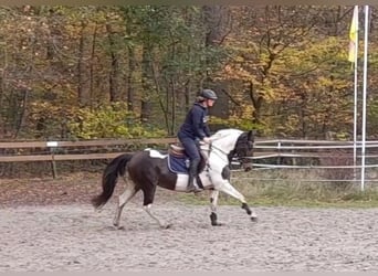 Pinto, Klacz, 7 lat, 156 cm, Srokata