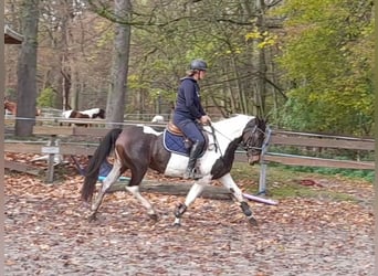 Pinto, Klacz, 7 lat, 156 cm, Srokata