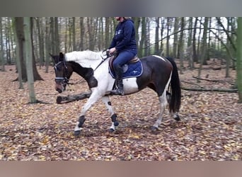 Pinto, Klacz, 7 lat, 156 cm, Srokata