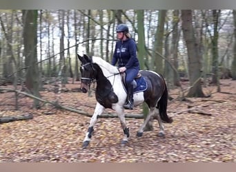 Pinto, Klacz, 7 lat, 156 cm, Srokata
