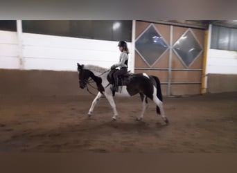 Pinto, Klacz, 7 lat, 156 cm, Srokata
